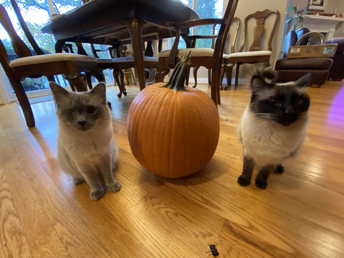 Cats with pumpkin