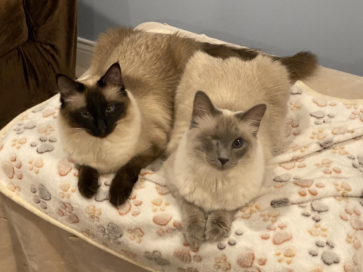 Cats resting on a blanket