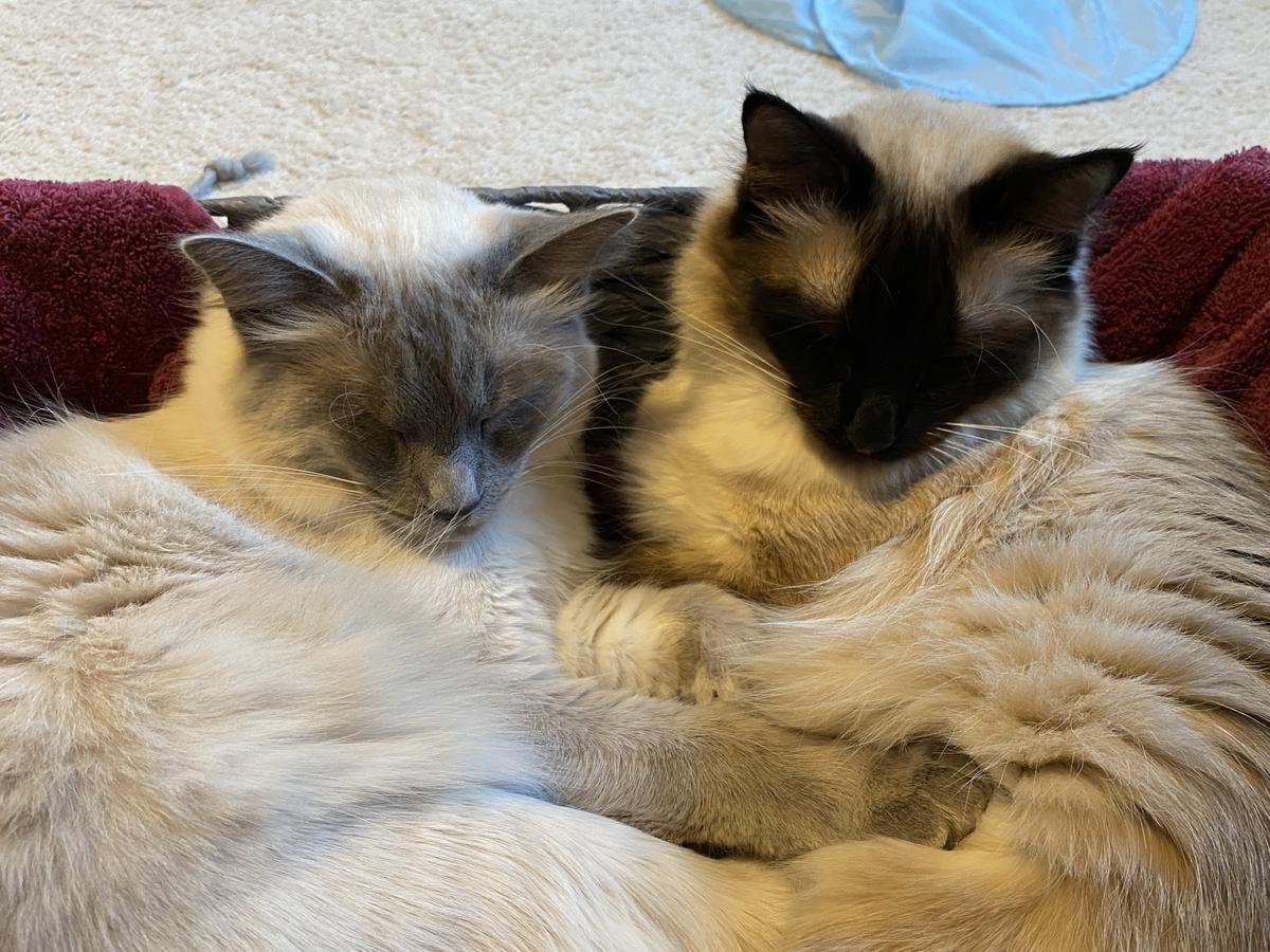 Cats sleeping in basket