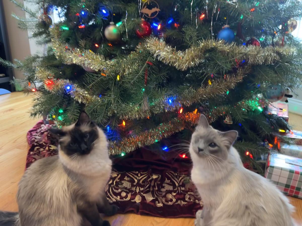 Cats in front of Christmas tree