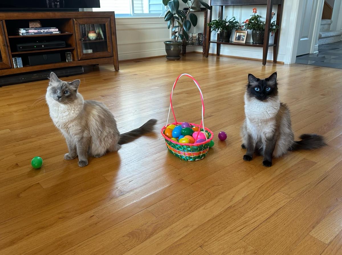 Kittens with easter eggs