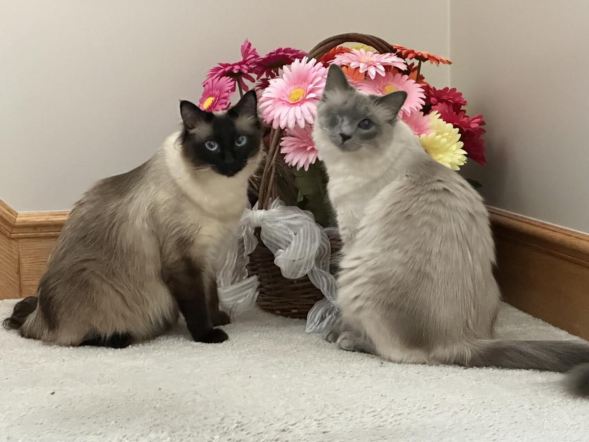 Kittens with flowers