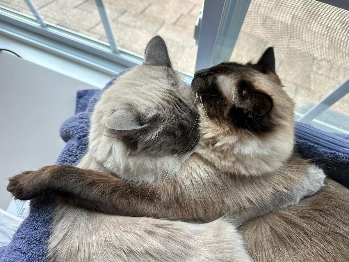 Kittens hugging