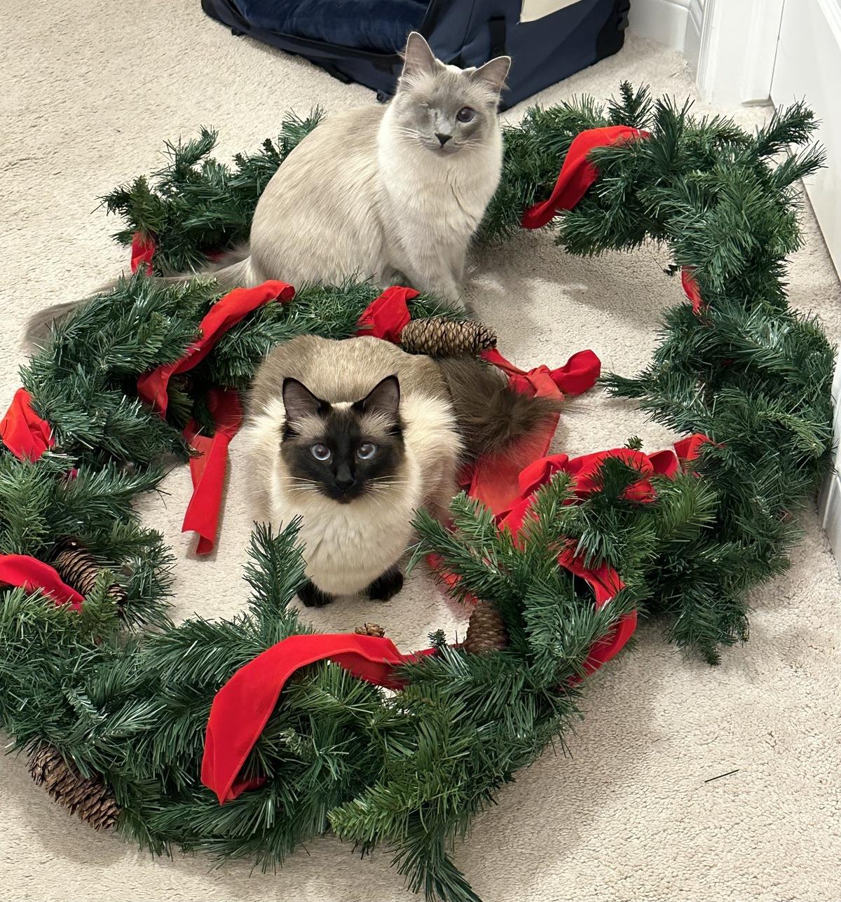 Cats surrounded by garland
