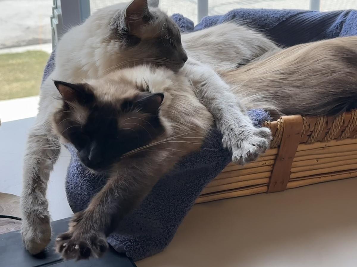 Cats sleeping in a basket on top of each other