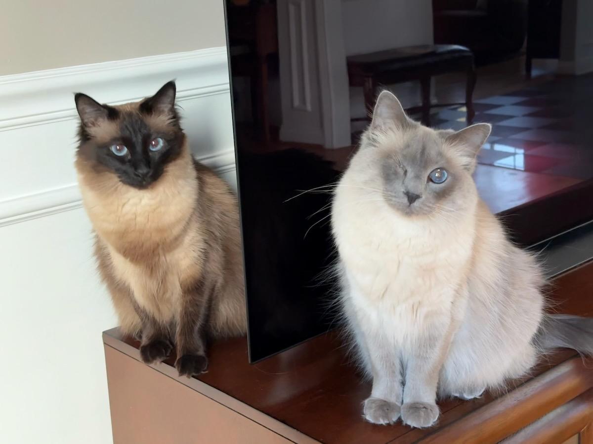 Nicolette and Cosette by the TV