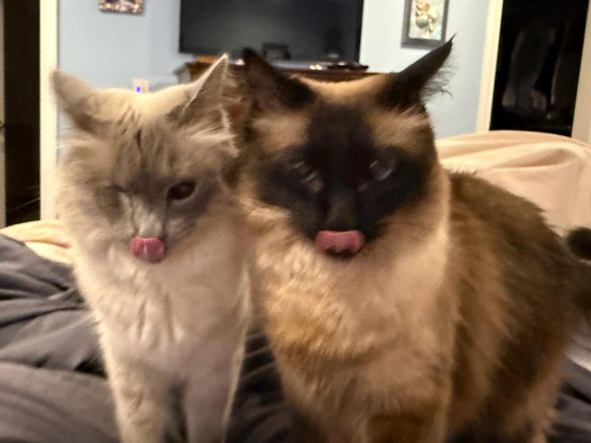 Cosette and Nicolette licking their lips