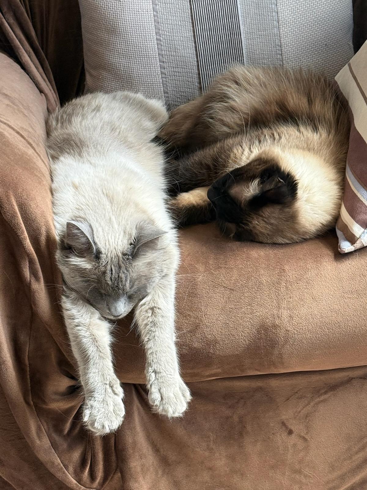 Cosette and Nicolette resting