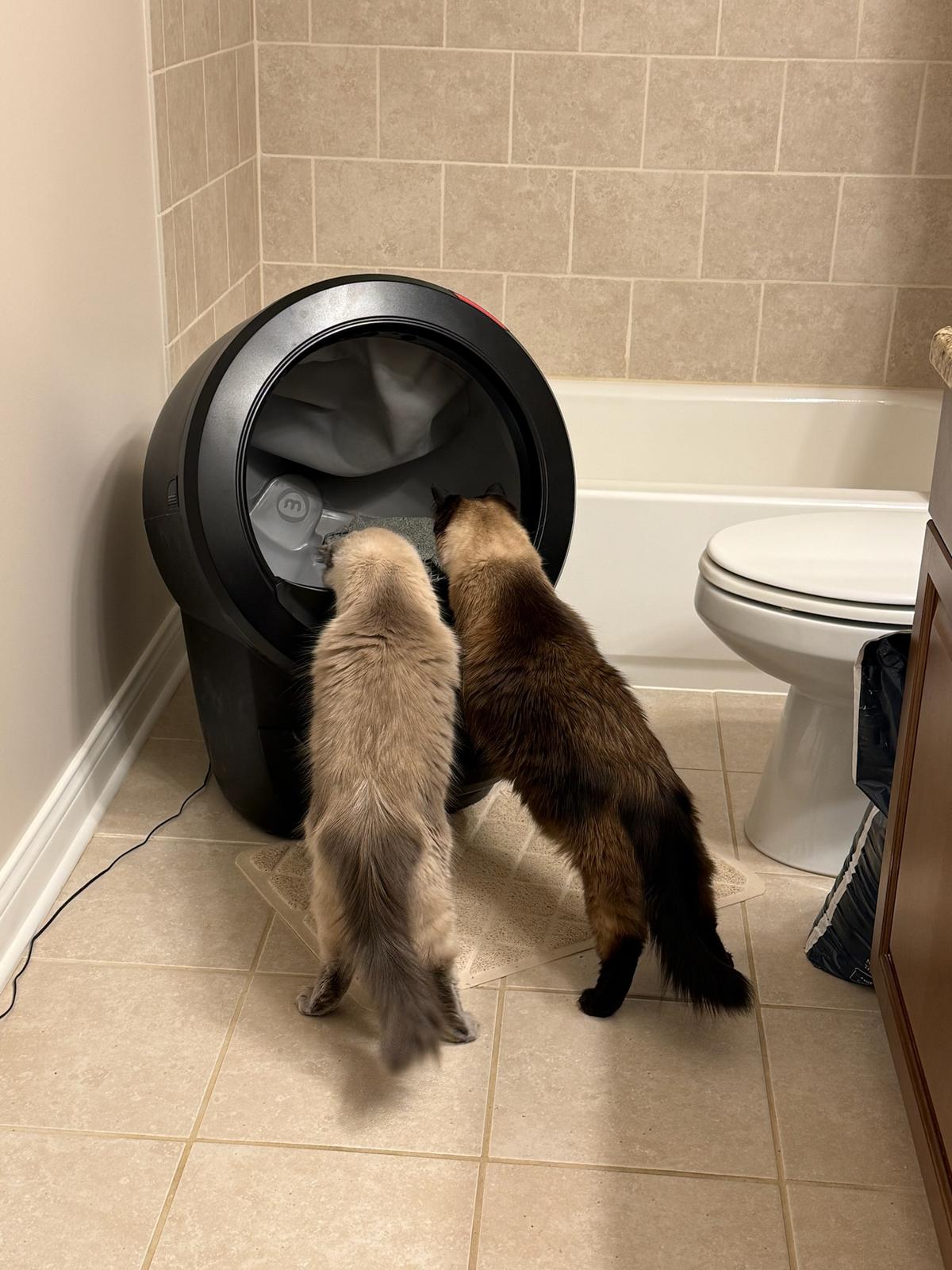 The kittens come in for a closer look.