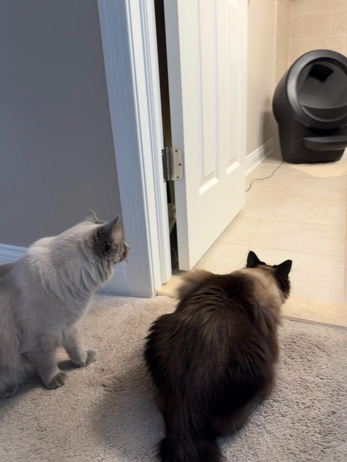 Skeptical kittens watching from afar.